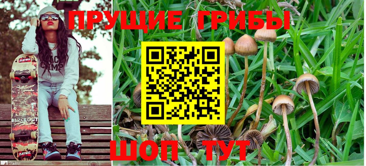 Галлюциногенные грибы Psilocybe Всеволожск